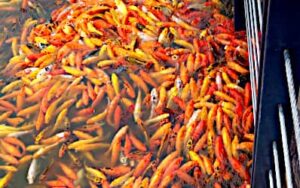 Come potrebbe essere unMalawi Mix