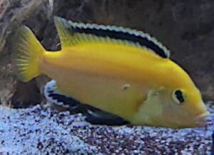 Labidochromis Caeruleus