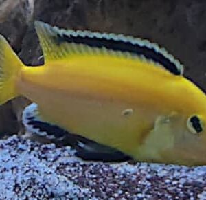 Labidochromis Caeruleus