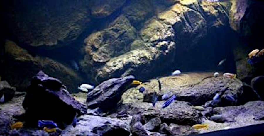 Rocce sintetiche in resina per acquario Malawi