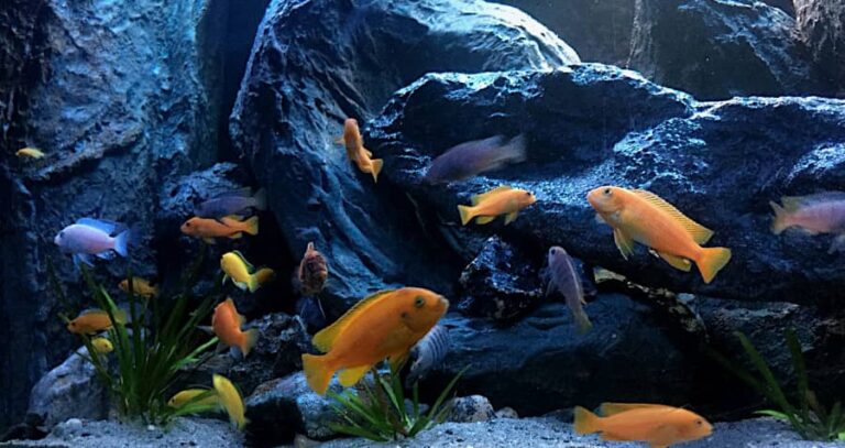 Rocce sintetiche per acquario Malawi fatte da un artigiano