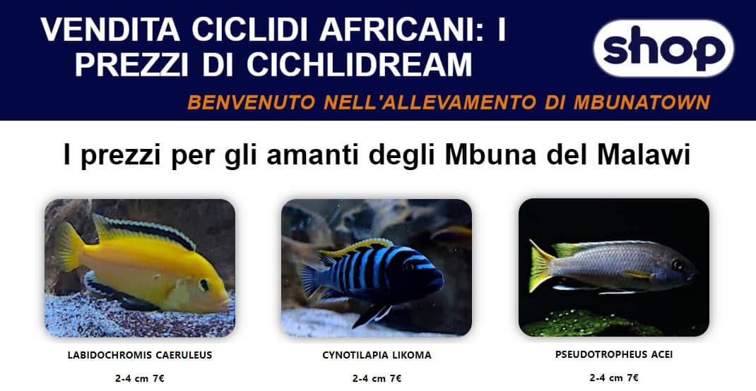 Shop di pesci d'acquario d'acqua dolce di Cichlidream