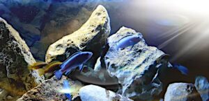 Come non avere l'acqua torbida in acquario