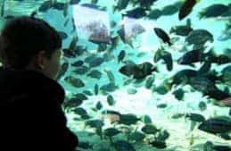 Le Specie dei Ciclidi africani di Cichlidream su Acquario Casalingo Facile