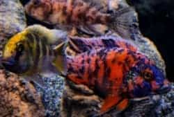 La Guida ai Ciclidi africani di Cichlidream su Acquario Casalingo Facile