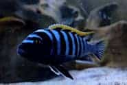 Cynotilapia zebroides red top Likoma