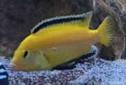 Labidochromis caeruleus Yellow: i Ciclidi africani gialli