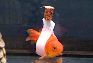 Malattie pesci acquario, come curarli