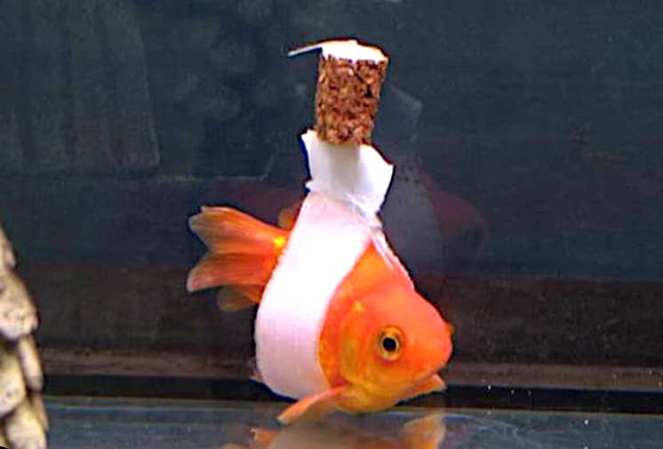 Malattie pesci acquario, come curarli