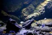 Rocce sintetiche per acquario Malawi