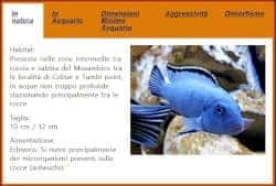 Le schede Ciclidi africani Mbuna di Cichlidream su Acquario Casalingo Facile