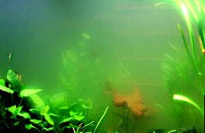 Volvox da non confondere con l'esplosione batterica