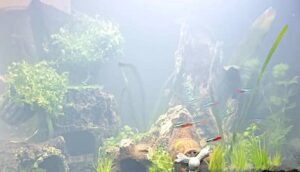 Nebbia batterica in acquario o fioritura batterica