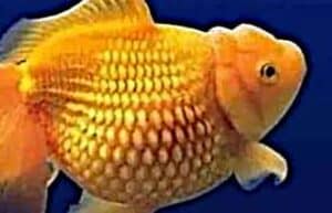 Bloat in un pesciolino