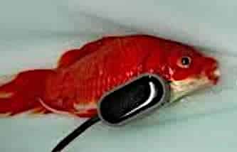 Costipazione nei pesci