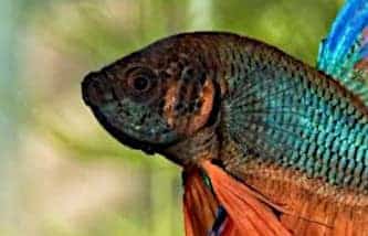 Idropsia di un pesce