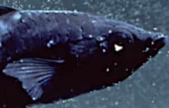 Malattia dei puntini bianchi un un pesce in un acquario