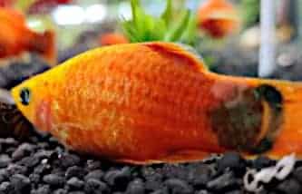 Malattie dei pesci in acquario: Avitaminosi