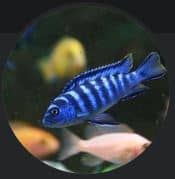 Recensione di Maria Mantovani a Massimiliano Tavana Cichlidream