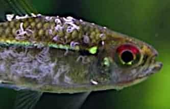 Un pesce malato in acquario malato di Lernaea (Anchor Worm)