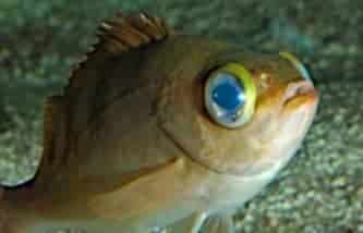 Pesce malato di esoftalmo