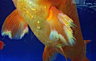 Malattia della corrosione delle pinne in un pesce d'acquario