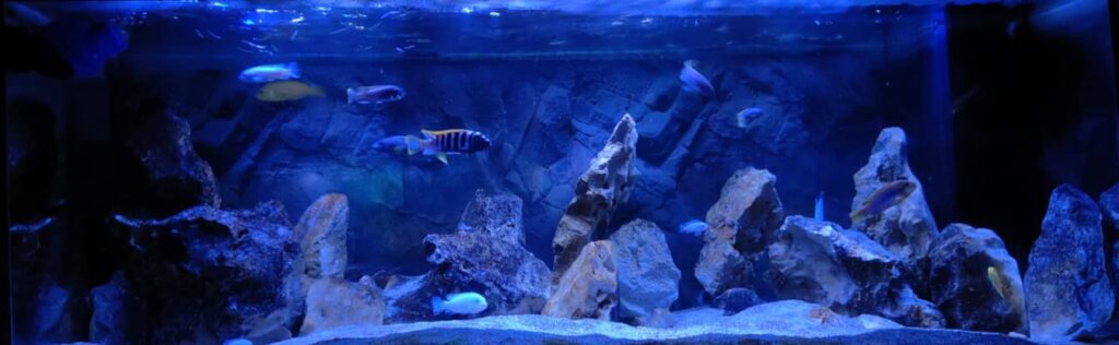 Ciclidi Malawi Vendita