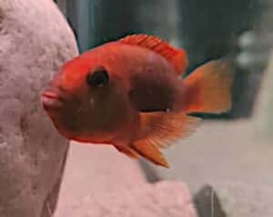 Iodotropheus sprengerae