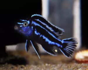Melanochromis Maingano