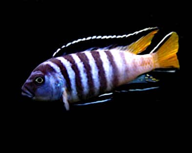 Pseudotropheus elongatus Mpanga