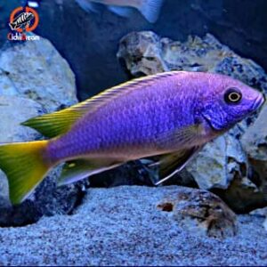 Pseudotropheus acei Luwala