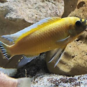 Labeotropheus Ochre Chilumba