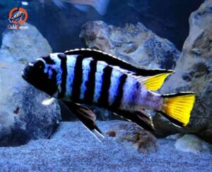 Pseudotropheus elongatus Mpanga