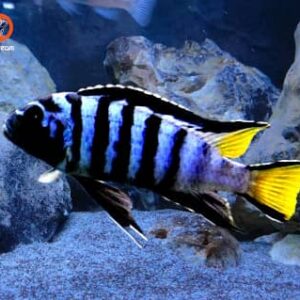 Pseudotropheus elongatus Mpanga