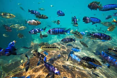Concentrazione Pesce lago Malawi