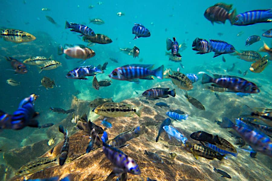 Il Pesce che popola il lago Malawi