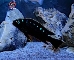 Pseudotropheus Neon Spot