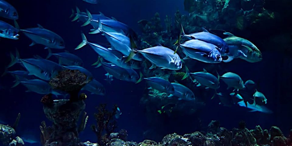 Come eliminare l'acqua torbida in acquario