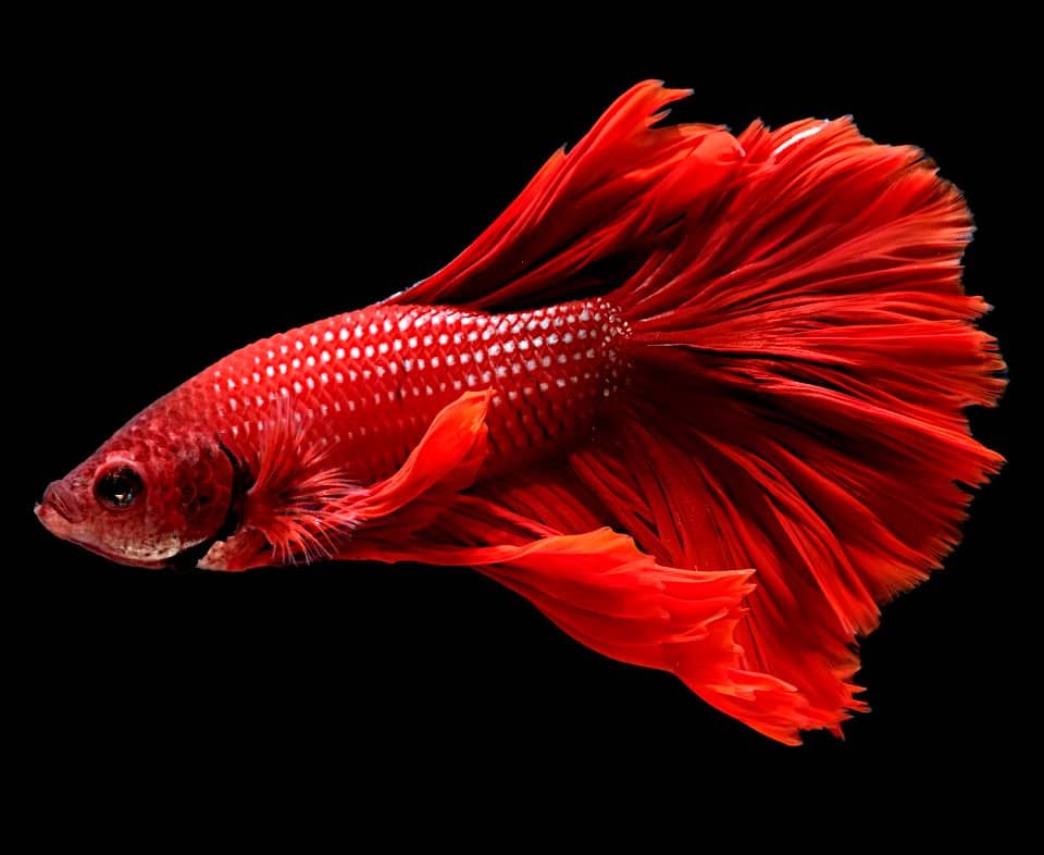 Pesci colorati acqua dolce: Pesce betta splendens o combattente