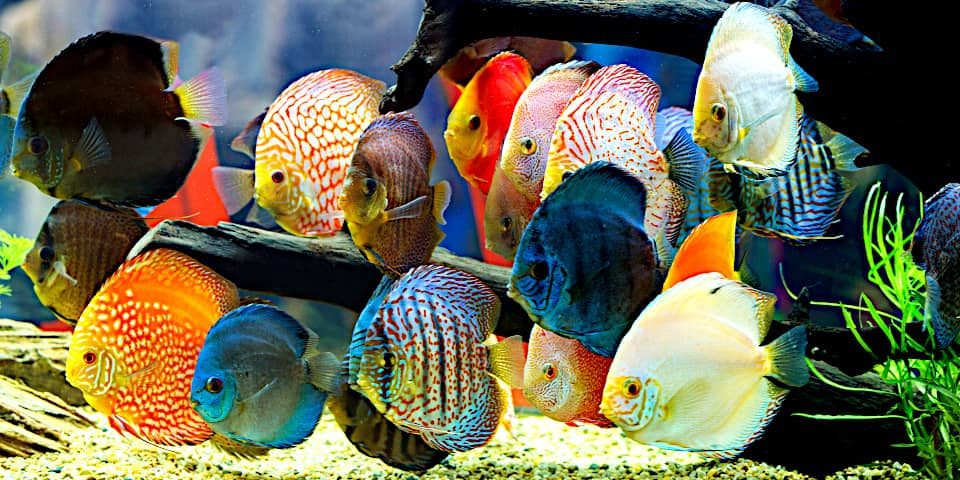 Un gruppo di Discus, tra i più belli pesci colorati d'acqua dolce