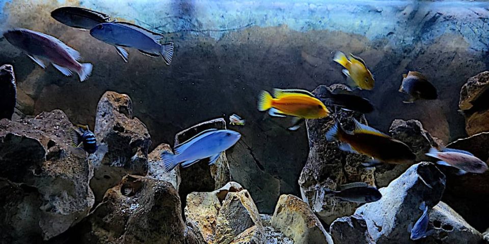 Pesci Colorati del Malawi, i Ciclidi Africani